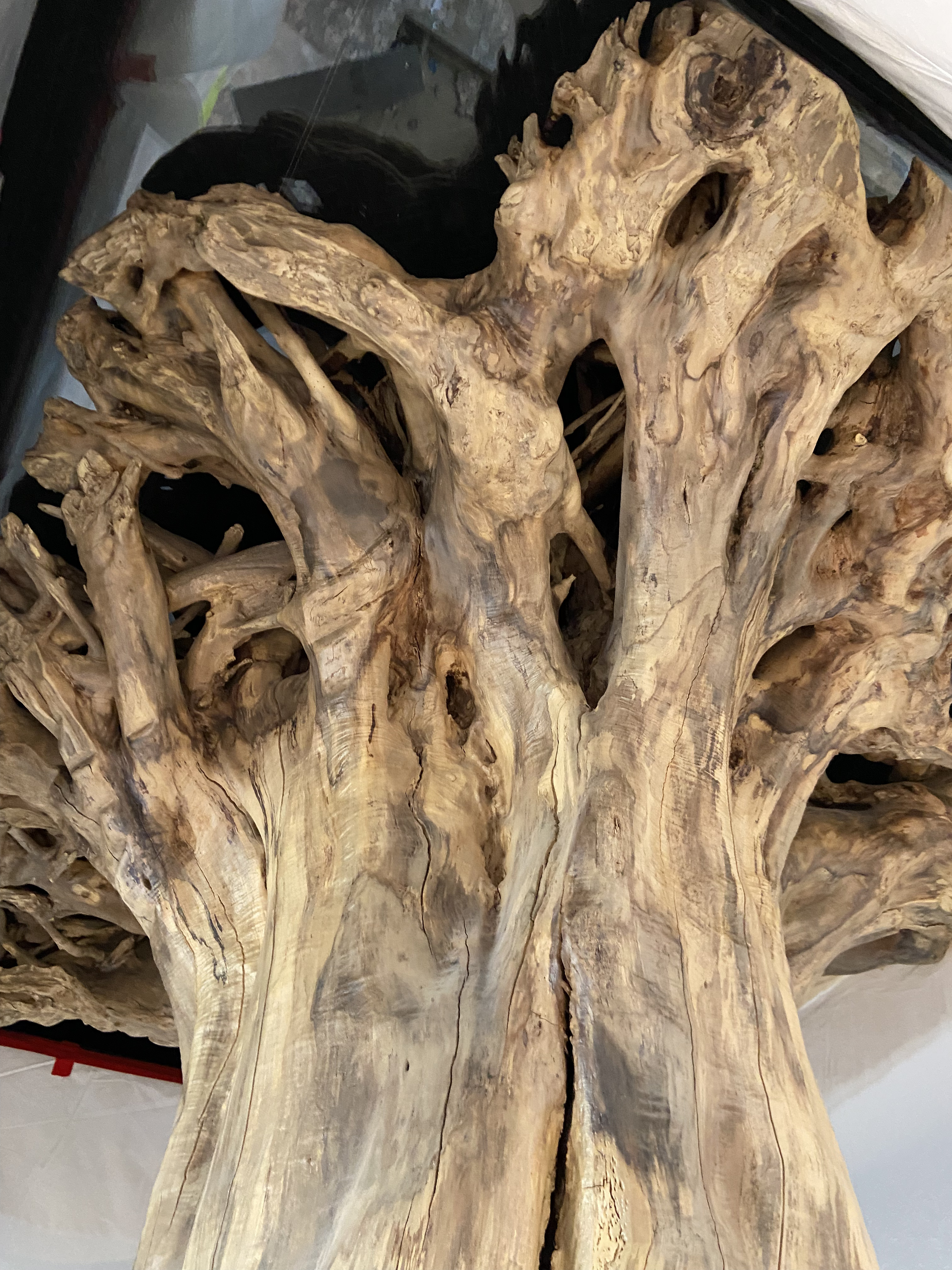 The Root Atlas