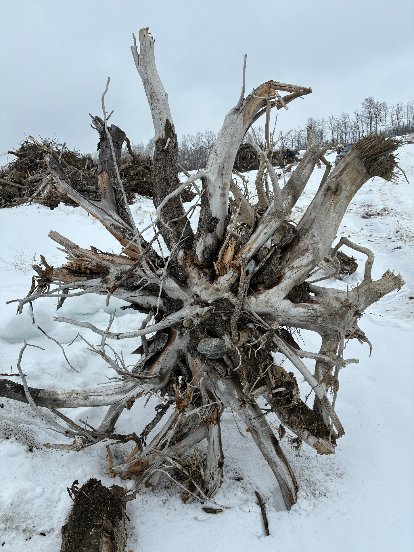 Root Table